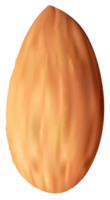 solo de nuez de almendra png