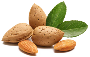 nuez de almendra con hojas png