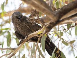 Grey jumper, lousy jack or cwa bird native to Australia bird. photo