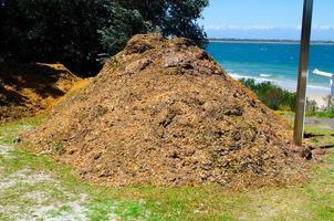 Pile of farmyard manure roughages or fodder fed to the cattle. photo