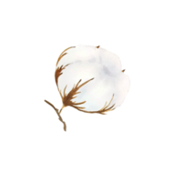 fleur de coton aquarelle png