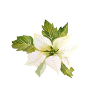 poinsettia blanc de noël aquarelle png