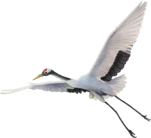 red crowned crane paint png