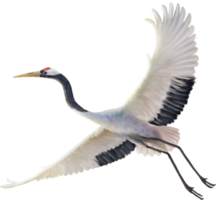 red crowned crane paint png