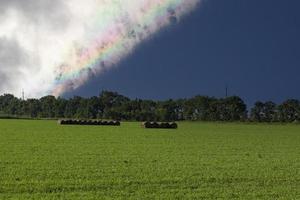 campo agrícola de color verde y montones de hierba cortada contra el telón de fondo de un arco iris en un cielo azul. foto