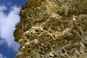 bottom of the ancient sea, shells of fossil oysters, sea urchins and sponges in the form of a natural pattern, texture, weathered limestone background photo