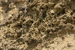 bottom of the ancient sea, shells of fossil oysters, sea urchins and sponges in the form of a natural pattern, texture, weathered limestone background photo