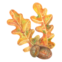 glands aquarelles et feuilles de chêne png