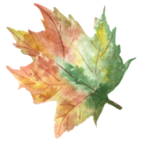 feuille d'érable automne aquarelle png