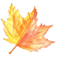 Watercolor autumn maple leaf png