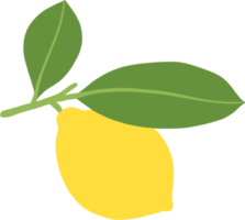 scarabocchiare a mano libera disegno di frutta di limone. png