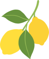 Doodle dibujo a mano alzada de fruta de limón. png
