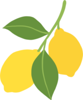 scarabocchiare a mano libera disegno di frutta di limone. png