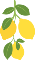 scarabocchiare a mano libera disegno di frutta di limone. png