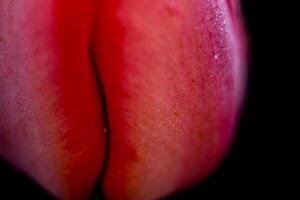 Red Tulip Macro photo