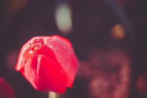 Spring Red Tulip Macro Retro photo