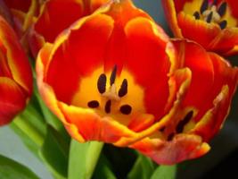 Colorful Spring Tulip photo
