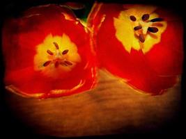 Grunge Red Tulips photo