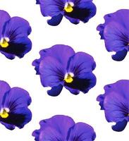 Purple pansies pattern photo