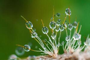 gota de agua de fondo de hierba foto