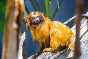 The Japanese macaque on a tree background photo