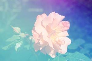 delicate pink rose flower in a blue glow photo