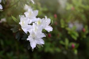 flores de rododendro blanco sobre un fondo borroso foto