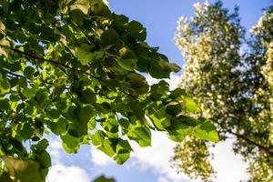 Lime branches with green leaves on a blue sky background photo