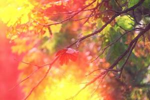 Glowing autumn background with tree branches photo