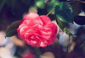 Pink camellia flower on a blurry background photo