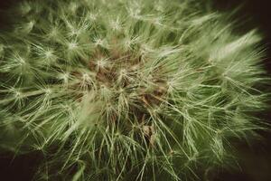 White dandelion macro retro photo