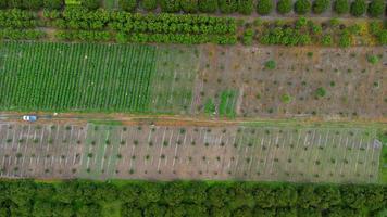 Aerial view of workers collecting agricultural produce in plantation. Beautiful agricultural garden. Cultivation business. Natural landscape background. photo