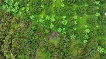 Aerial view of Cultivation trees and plantation in outdoor nursery. Beautiful agricultural garden. Cultivation business. Natural landscape background. photo