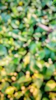 small city center garden photo blur background