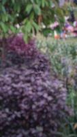 blurry garden photo background in Indonesian village