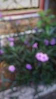 small city center garden photo blur background