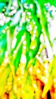 blurry photo background of plants and fruit in Indonesian village