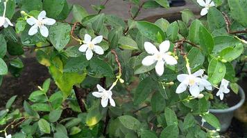 garden photo background in Indonesian village