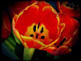 Grunge Red Tulips photo