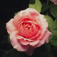 A pink rose flower blossoms in the garden on a blurry background. photo