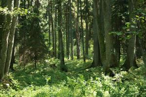 Natural forest of spruce trees, rustic green natural landscape, wild forest, mystic atmosphere in the forest photo