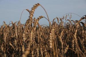 paisaje de campo de trigo. campo natural con espiguillas vista de cerca. fondo de naturaleza de verano rural. foto
