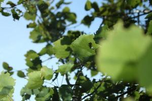 Green foliage and blue sky, forest view, wild rural background with leaves, nature photo