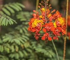 Peacock Flower . Cluster of early and late blooms photo