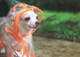 brown short hair chihuahua dog wearing rain coat hood standing in the rain on wet  cement floor  in the garden, looking away. photo