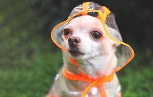 brown short hair chihuahua dog wearing rain coat hood sitting in the garden, looking at camera. photo