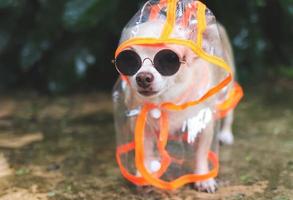 brown short hair chihuahua dog wearing sunglasses and  orange and transparent  rain coat hood standing  on cement floor  in the garden, looking at camera. photo