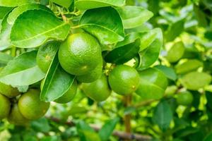 Fresh green lemon limes on tree in organic garden photo