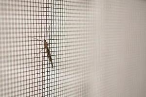 pantalla de alambre de mosquitera en la protección de la ventana de la casa contra insectos foto
