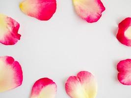 red rose petals on white background photo